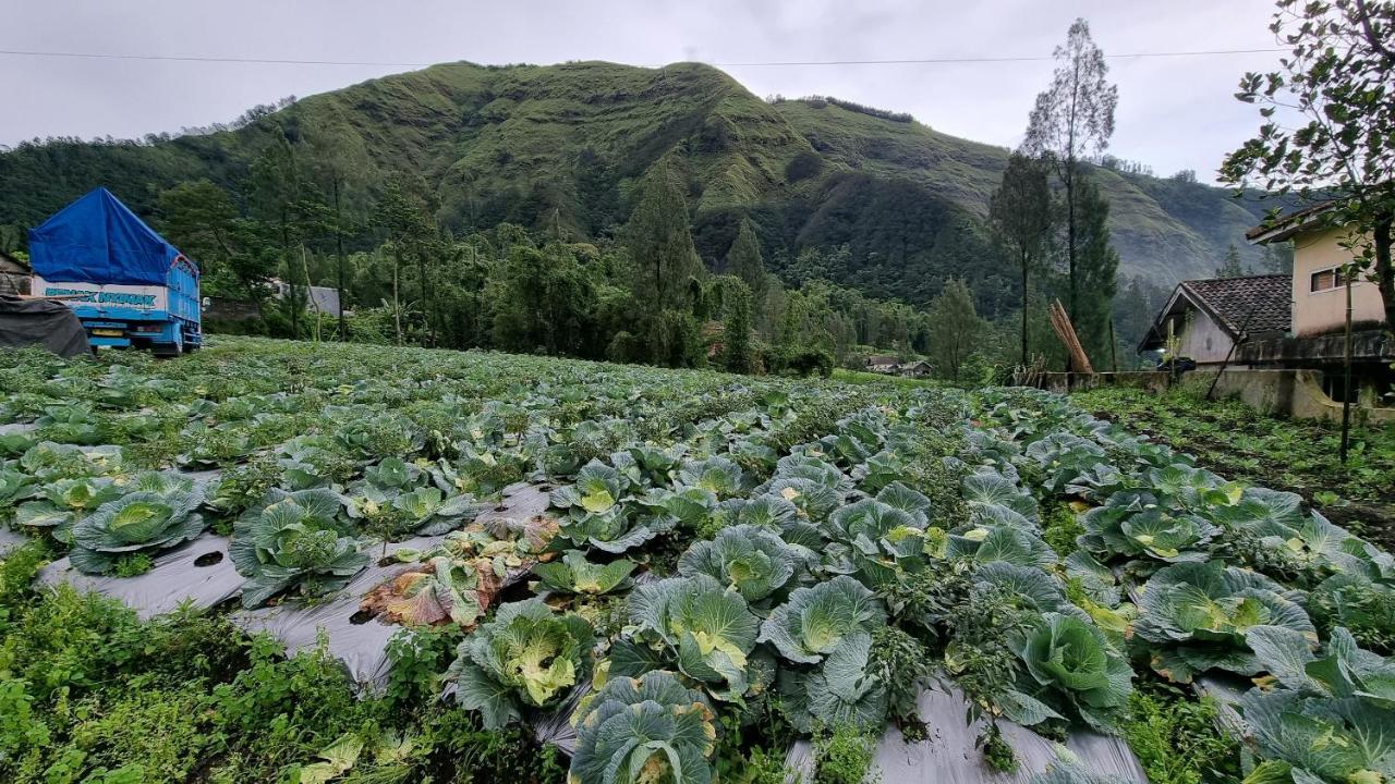 Arum Bromo Villas Ngadisari エクステリア 写真